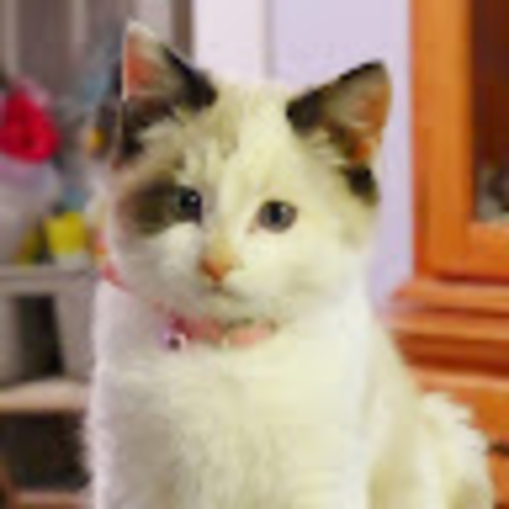 Meet your Posher, Bonnie